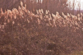 DSC_9361-A.jpg