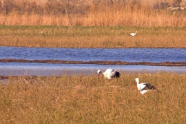 DSC_9380-A.jpg