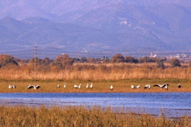 DSC_9382-A.jpg