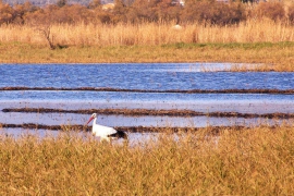 DSC_9383-A.jpg