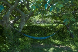 There is a fig tree in the garden