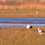Several storks feeding