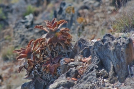una de las plantas locales