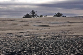Dunas de arena y árboles