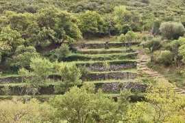 los antiguos viñedos