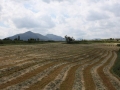 camps-a-la-primavera