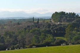 Els Camps