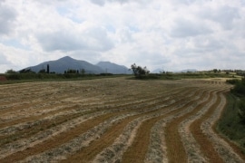 Camps a la Primavera
